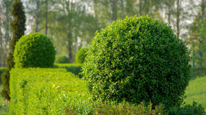 7 Most Popular Styles of Hedges